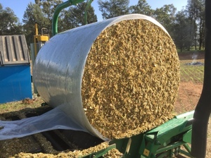 Corn (maize) silage 