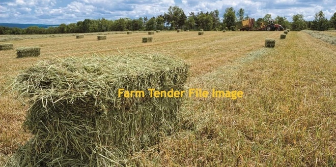 Oaten  Hay Small Squares   in Barron Packs of 21