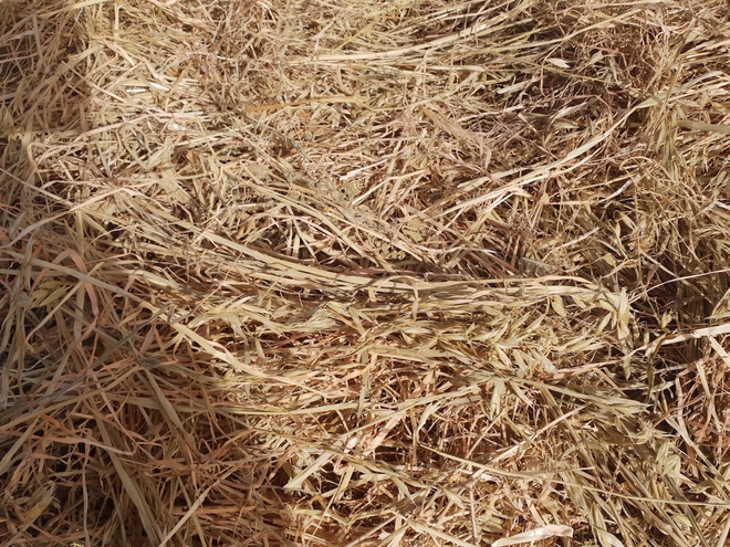 200 ROUND HAY BALES (5-footer) FOR SALE!