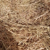 200 ROUND HAY BALES (5-footer) FOR SALE!