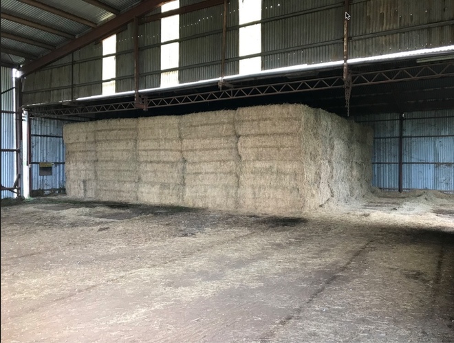 Lucerne Hay Large Squares