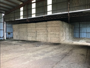 Lucerne Hay Large Squares