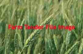Wanted 10 m/t of Fusion Triticale Seed