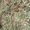 270 m/t Export Quality Oaten Hay Delivery Only