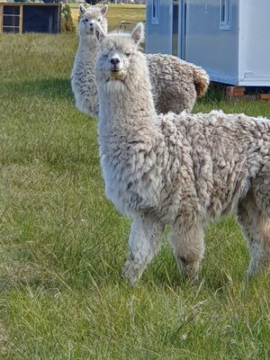 Friendly Alpacas for sale 