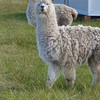 Friendly Alpacas for sale 