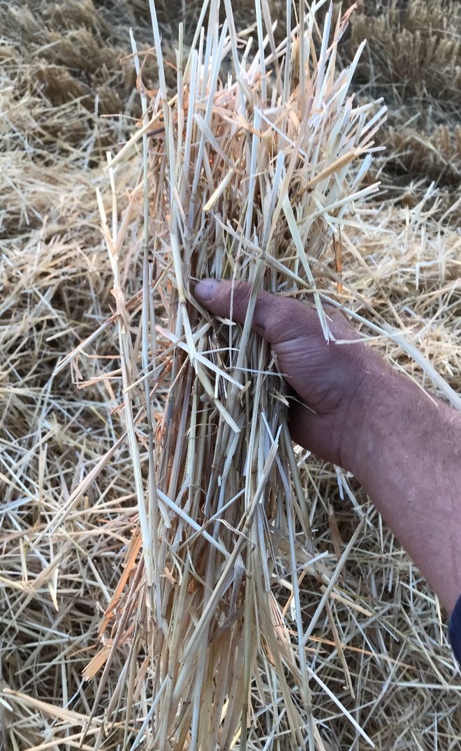 Barley Straw 8x4x3 approx. 430kg bale (19/20 Season)