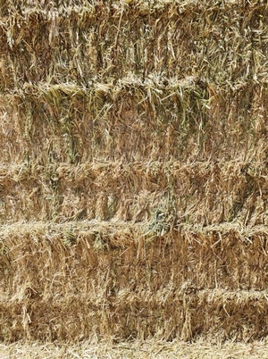 200mt Oaten Hay 600kg 8x4x3 Bales ex farm
