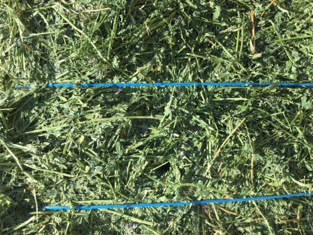 Under Auction - 97 Big Squares Lucerne 8x4x3 - excellent quality - SOLD BY THE BALE - Approximately 100 Bales 