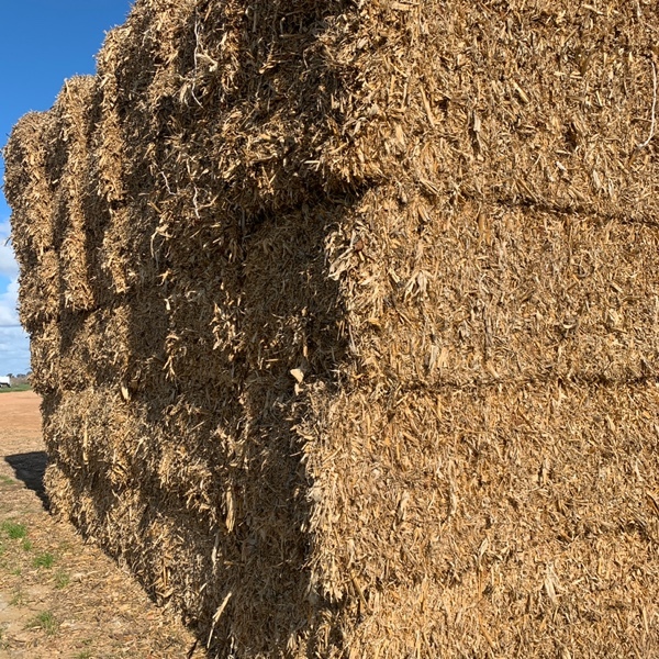 EOI Corn/Maize Stubble
