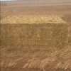 Wheaten Hay   3000 mt + Freight