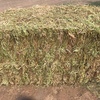 Clover Hay
