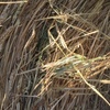 Under Auction - 250 -  8x4x3 Bales of Wheaten Straw, Header Trailed 480+ Kg's - Sold By The Ton -