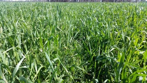 Oaten/Vetch Hay 60/40 mix Large Squares Chemical free (On Irrigation)