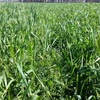 Oaten/Vetch Hay 60/40 mix Large Squares Chemical free (On Irrigation)