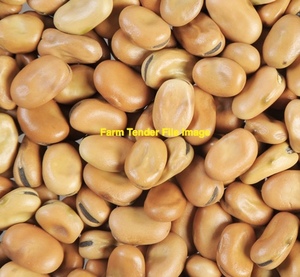 Faba Beans 1 x B Double load