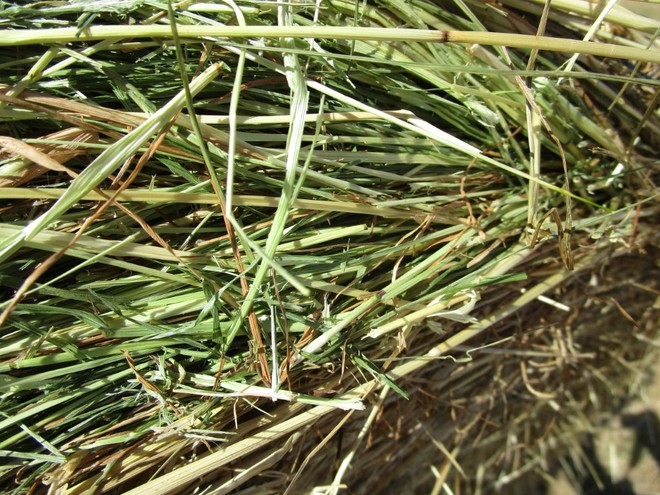 Rye Grass hay