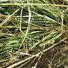 Rye Grass hay