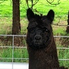 Alpaca Multi Purpose, Halter Trained Pair