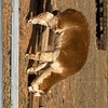 male alpaca for swaps