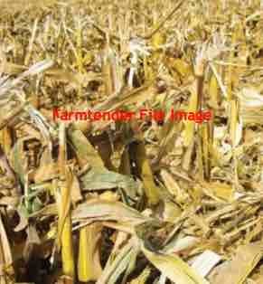 500mt Maize Stubble Straw 8x4x3 HD Bales