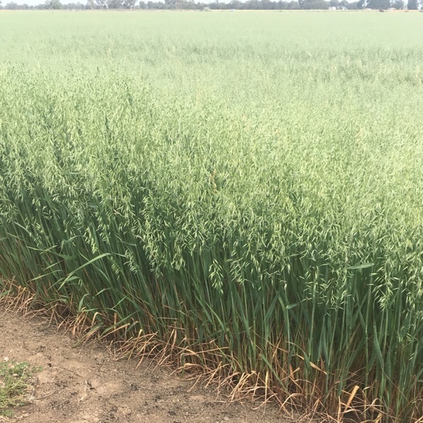 grazing /hay oat seed 