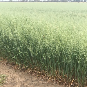 grazing /hay oat seed 