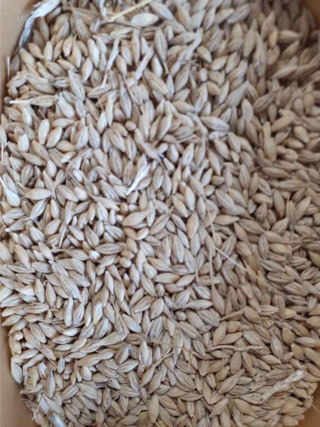 10mt Barley Seed