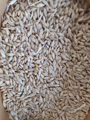 10mt Barley Seed