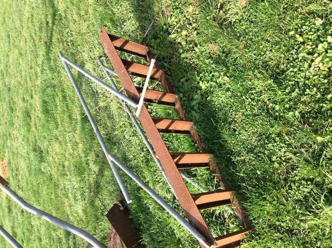 Ladder and Calf Headstall