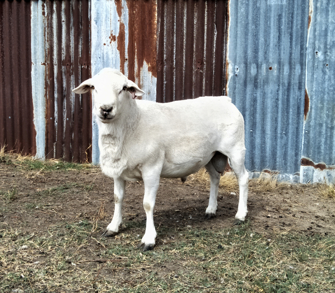 Australian White Ram