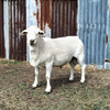 Australian White Ram