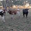 Ready to join heifers - Illawarra, Fresians