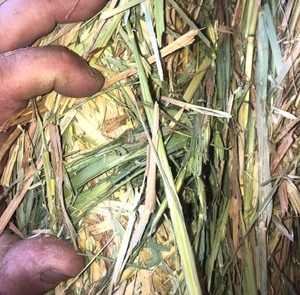  Oaten Hay 164 Bales in 8x4x3’s - SOLD PER TON