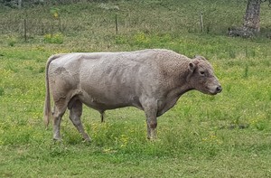 Square Meater Bull (Registered Stud Bull / Pencae Kensington Hope)