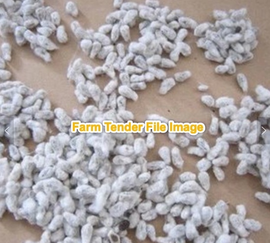 Cotton Seed. 65 mt. available