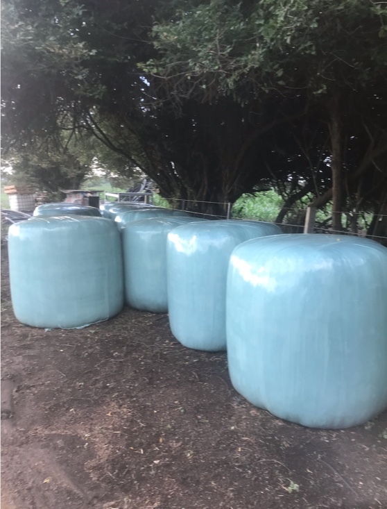 Super Sweet Sudan Silage