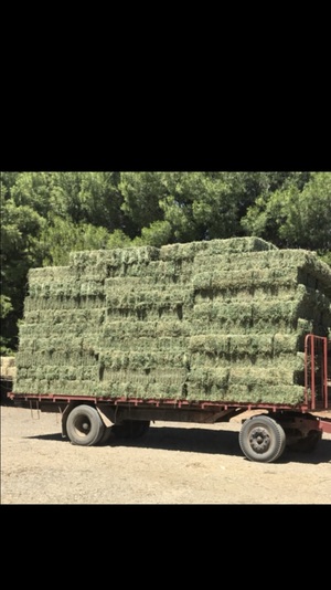 Small squares of lucerne hay