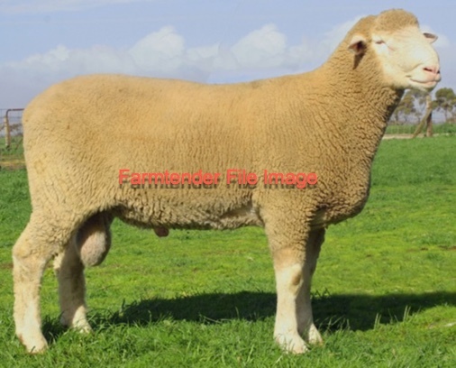 10 x Poll Dorset Rams For Sale