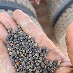 80mt Vetch Seed