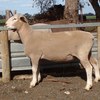 2018  Pepperton White Suffolk Rams For Sale - high Lambplan Carcase Plus Index with new Eating Quality Index