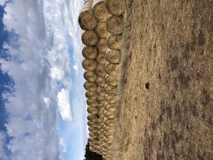 200 x Pasture Hay 5x4 Rolls