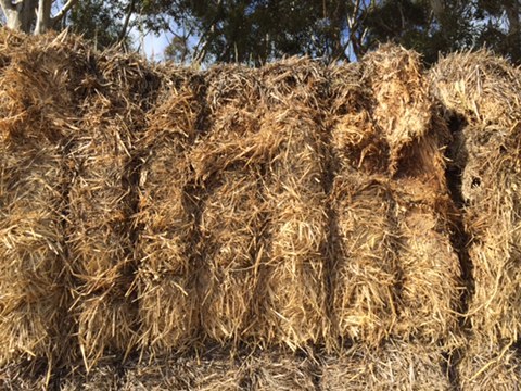 150 x Old Season Header Tailed Wheaten Straw 