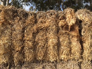 150 x Old Season Header Tailed Wheaten Straw 
