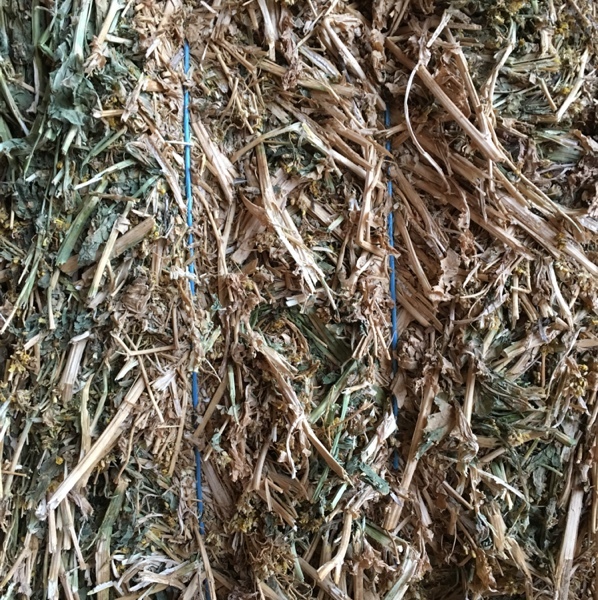 Canola Hay 600kg approx Bales