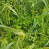 Quality Pasture and Legume Silage For sale, see feed test attached.