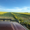 Canola Hay with feed test