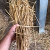 Windrowed Barley  Straw for sale in 8x4x3’s - been through stripper front