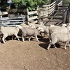 MERINO X BORDER LEICESTER EWE LAMBS X 18 - 1ST CROSS EWES 6 Months 