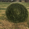 120 x Wheaten Silage Rolls